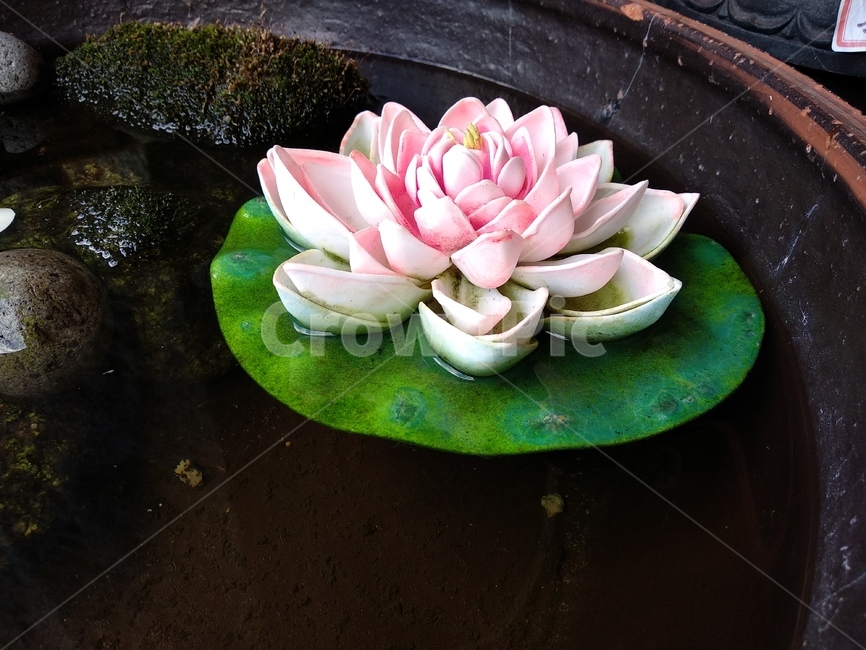 연꽃,연못,꽃,물,불교,식물,자연,plants,nature,꽃,flower