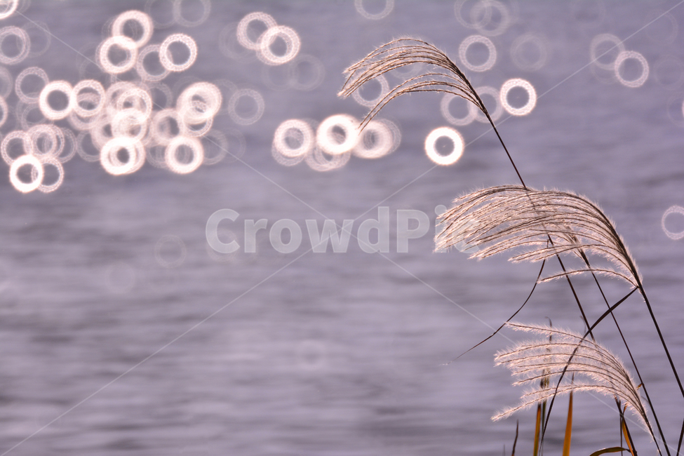 flare,Silver grass,autumn lyricism,reflect,fall,autumn mood,sight,season,weed,bokeh of light,sensible,November,flowers,autumn background,emotional,feeling,water,Autumn sensibility,background,plant,bokeh,wild flowers,october,autumn,circle,wild grass,wind