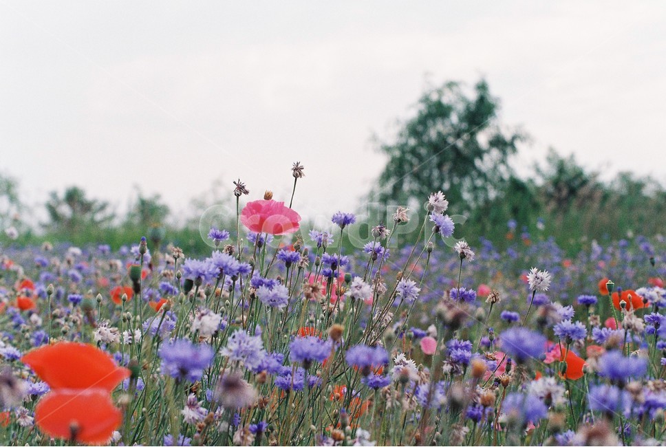 양귀비,수레국화,여름꽃,필름사진,꽃,식물,자연,plants,nature,꽃,flower,감성,sensible,feeling