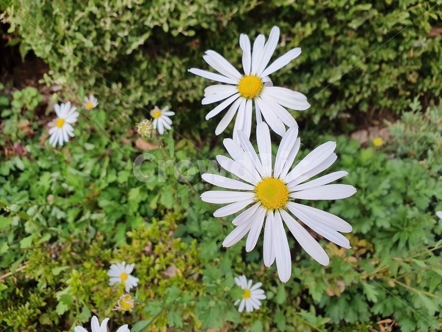 산국속,가을여인,구절초,흰꽃,들꽃,코스모스과
