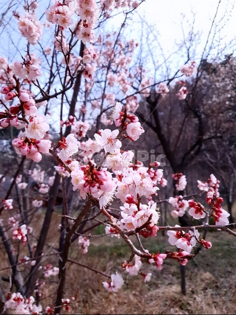 plant,식물,flower,꽃,blossom,책표지