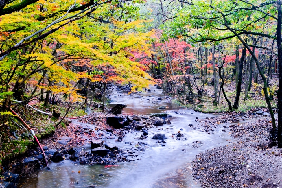 고창,선운사,도솔천,가을,단풍,계곡,나무,물,산,자연,풍경,nature,landscape,가을,계절,fall,autumn,season,plant,식물,tree