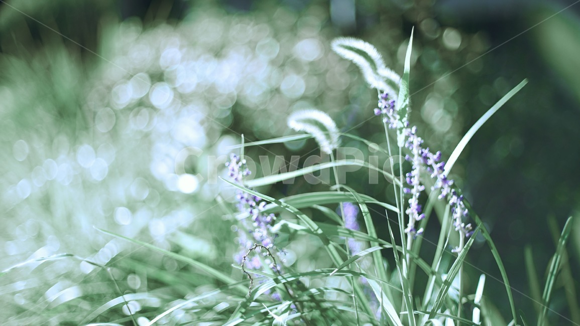 강아지풀,들꽃,자연,초곡,꽃,풀,green,식물,자연,plants,nature,꽃,flower,감성,sensible,feeling,휴식,힐링,rest,relaxation,healing