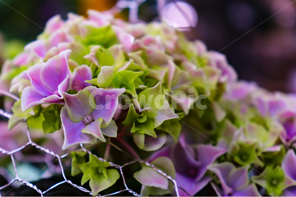 꽃,나무,꽃나무,봄나무,봄,자연,여름,계절,하늘,하늘색,흰꽃,blossom,flower,geranium,식물,plant,제라늄,spring,summer,season,식물,자연,plants,nature,꽃,flower