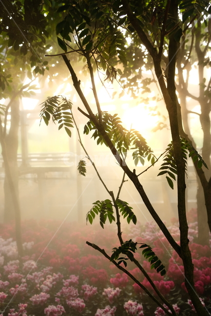 햇빛,자연,감성,색감,sunlight,light,빛,flare,옥외,플레어,nature,outdoors,오후,햇살,노을,sunset,나무,tree,잎,나뭇잎,꽃,꽃밭,창문,노란빛,자연,풍경,nature,landscape