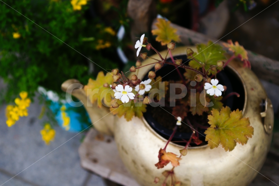 주전자,꽃,화분,재활용,정물,식물,자연,plants,nature,꽃,flower