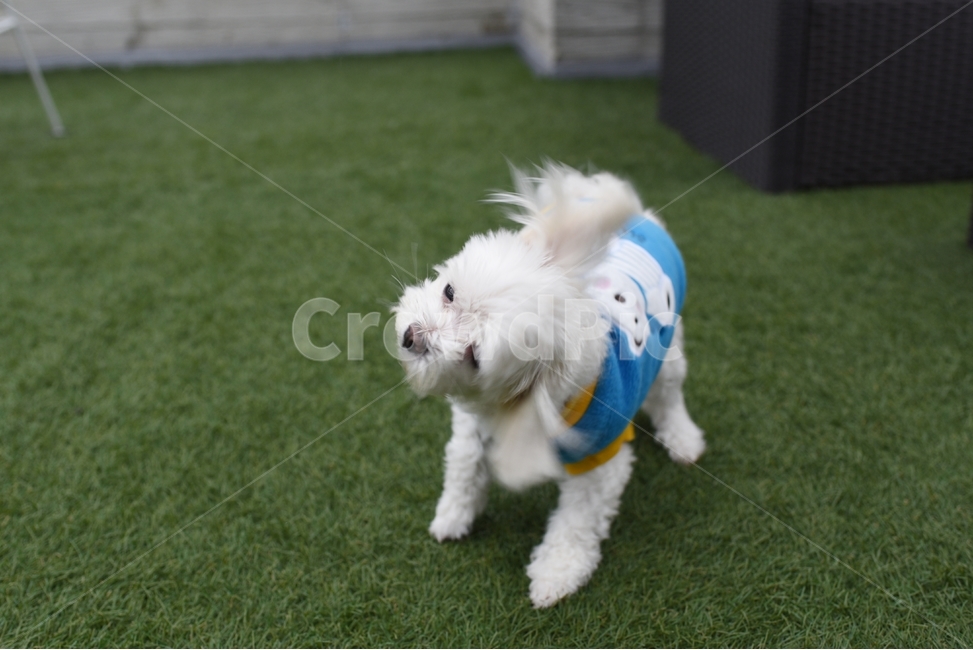 강아지,반려견,댕댕이,동물,멍멍,동물,animal,포유류,mammal,개,강아지,dog,doggy