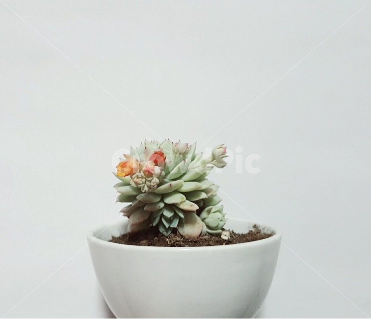 식물,다육이,화분,꽃,감성,식물,자연,plants,nature,실내용화초,화분,화초,house plant