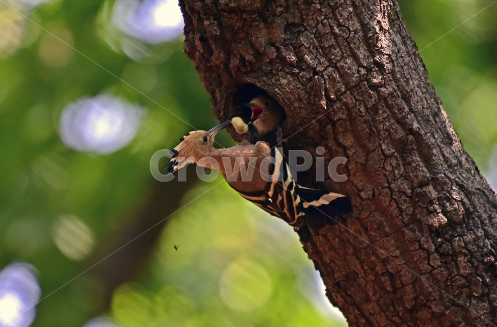 후드티,hoopoe,upupaepops,철새,여름철새,조류,여름새,파도비행,오디새,동물,animal,조류,새,birds