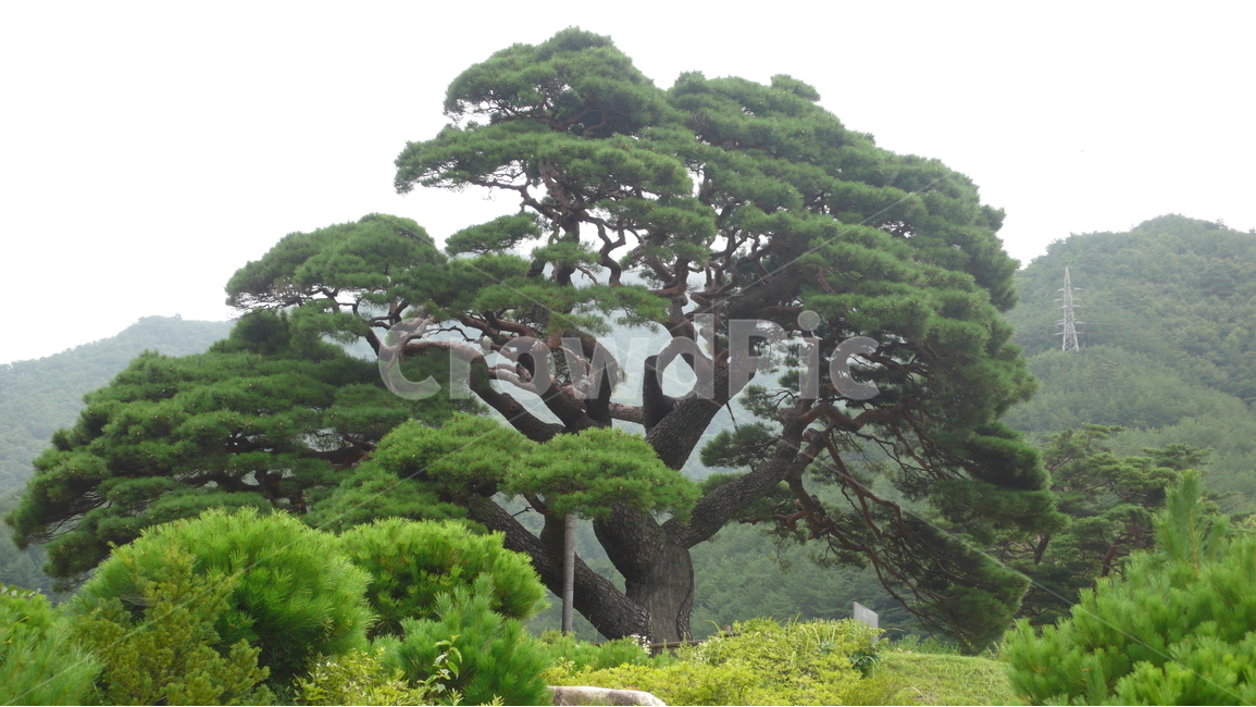 소나무,여름,식물,자연,녹색,여행,식물,자연,plants,nature,나무,trees,wood