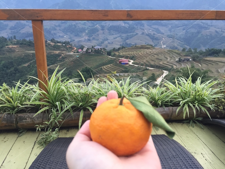 plant,식물,귤,과일,배경,산간지역,산속,과일,열매,fruit
