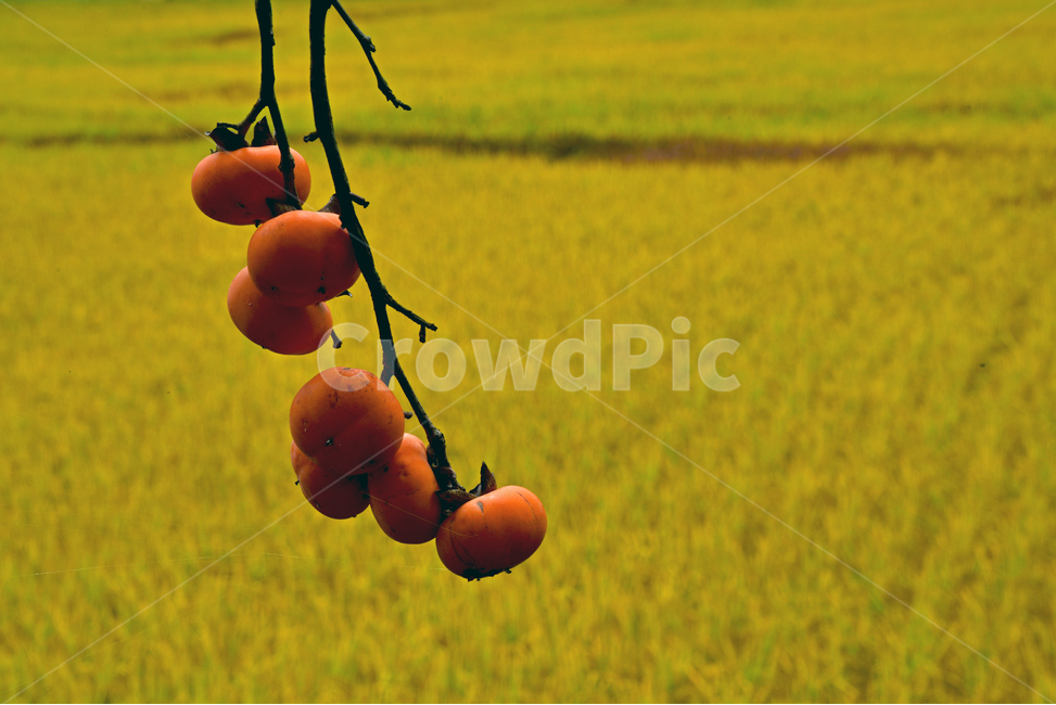감,황금들판,벼,풍경,감성,시골풍경,자연,시골,가을풍경,landscape,country,가을들판,hometown,고향,sensibility,가을,계절,fall,autumn,season,과일,열매,fruit,plant,식물,food,음식,persimmon