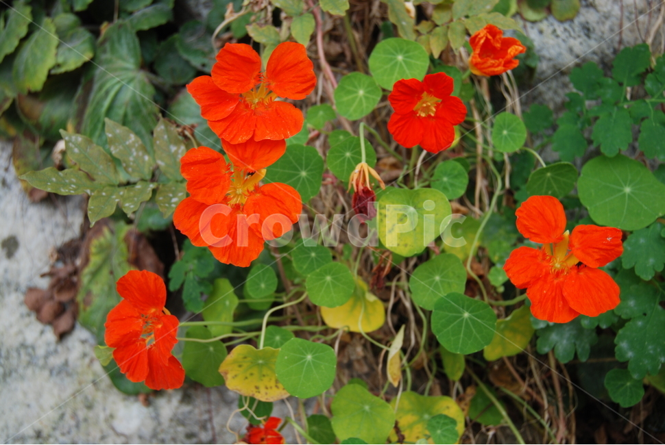 금암산,들꽃,계절,자연,등산로,식물,자연,plants,nature,꽃,flower