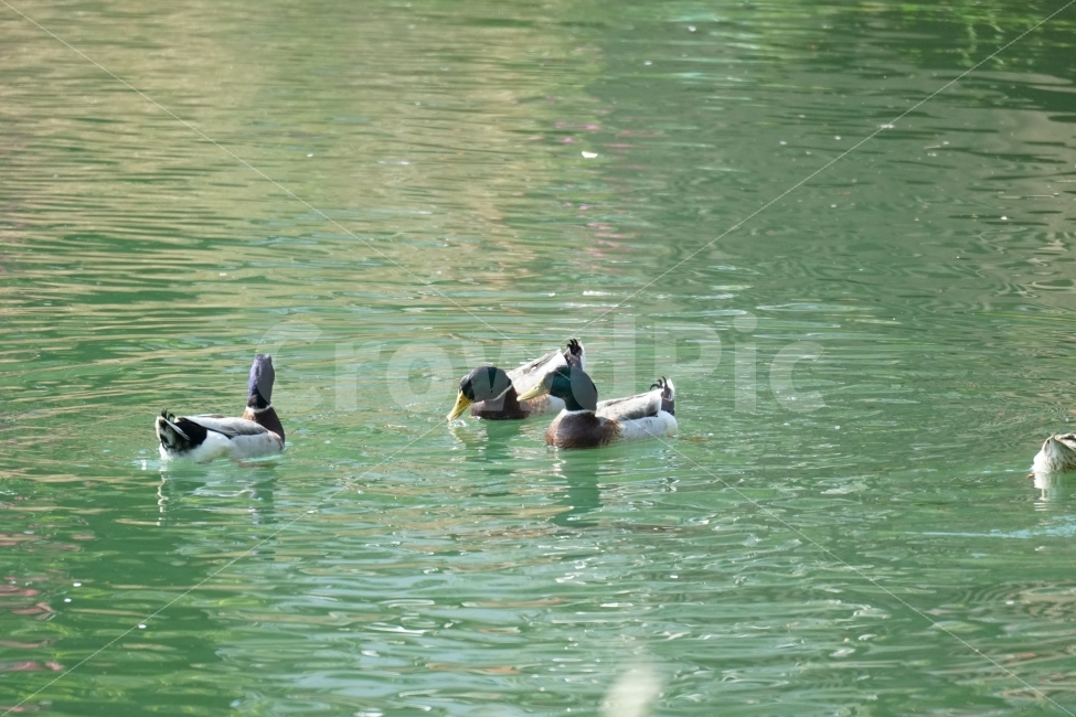 청둥오리,동물,조류,새,물,호수,물결,자연,animal,lake,river,강,하천,nature,풍경,landscape,감성,감성사진,스냅,스냅사진,snap,snapshot,힐링,힐링사진,bird,duck,잠실,서울,seoul,한국,korea,코리아,한국자연,석촌호수,오리가족,수영,헤엄,동물,animal,조류,새,birds