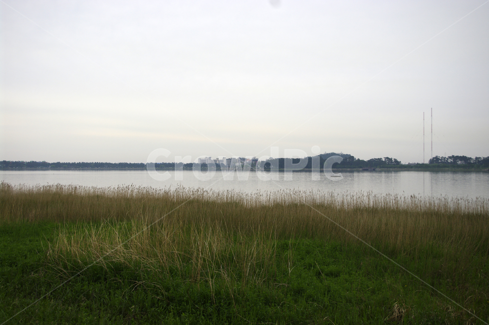 갈대,호수,풍경,식물,자연,가을,계절,fall,autumn,season,자연,풍경,nature,landscape,grass,잔디,plant,outdoors,옥외