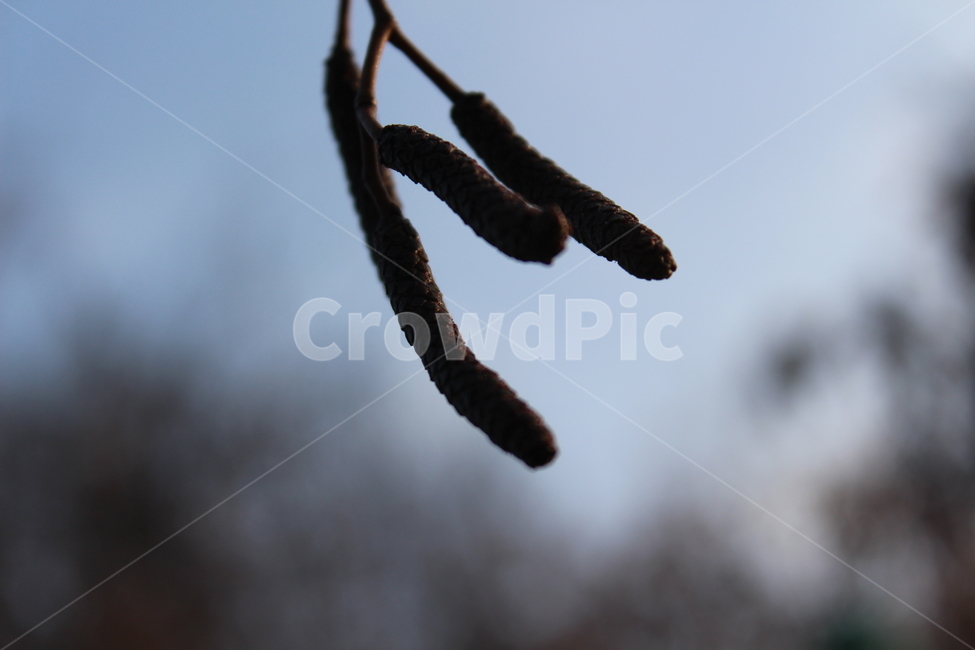 tree,plant,fruit,나무,열매