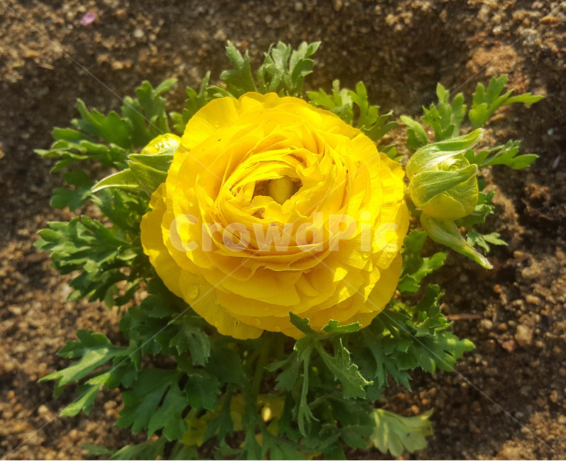 꽃,식물,근접,봄,flower
