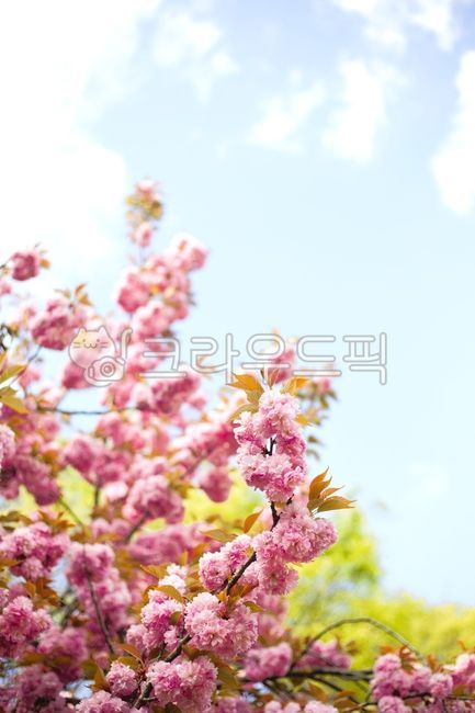 Double cherry blossoms,pink cherry blossoms,cherry blossoms,spring cherry blossoms,cherry tree,cherry blossom tree,spring flowers,cherry blossom festival,spring,flowers,flower background,cherry blossom buds