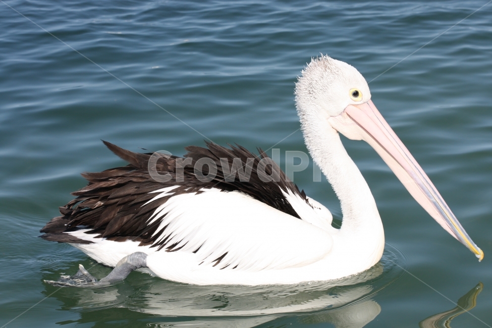 호주,펠리컨,새,사다새,호주사다새,동물,animal,조류,새,birds