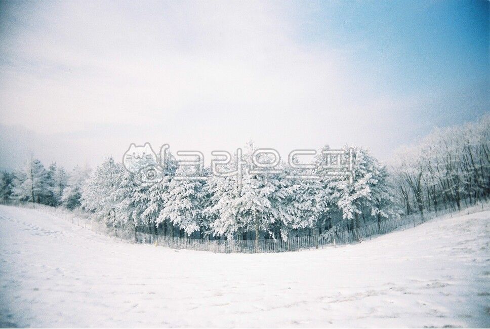 겨울,필름,필름감성,감성,눈오는날,눈보라,눈,winter,snow,상고대,하늘,sky,겨울배경,겨울,계절,winter,season