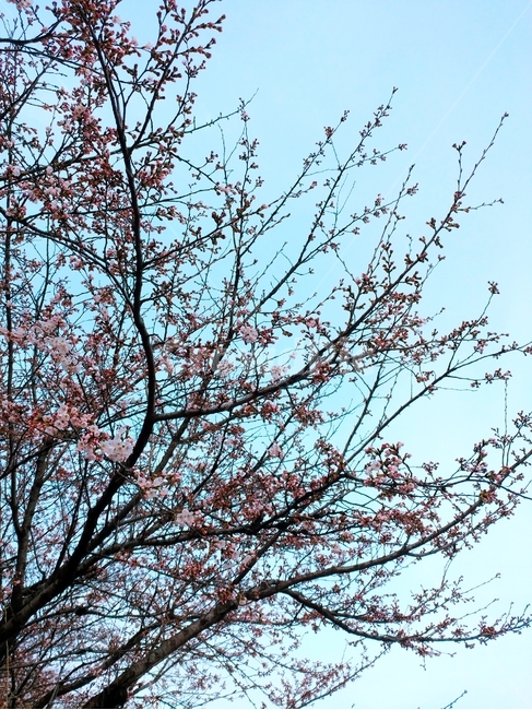tree,나무,벚꽃,벚꽃나무,cherryblossoms,koreatree