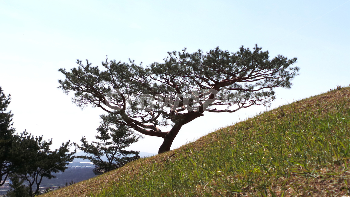 소나무,솔나무,나무,tree,식물