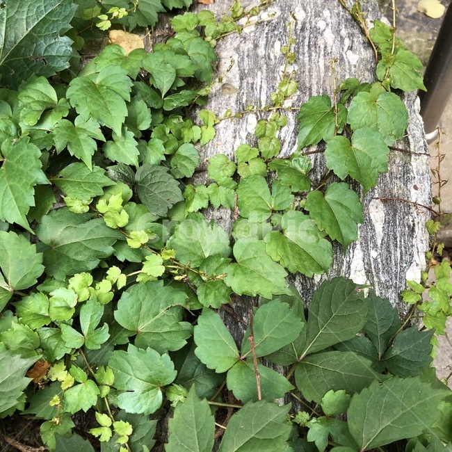 식물,돌,자연,초록,plants,stone,nature,green,shokubutsu,ishi,midori,식물,자연,plants,nature