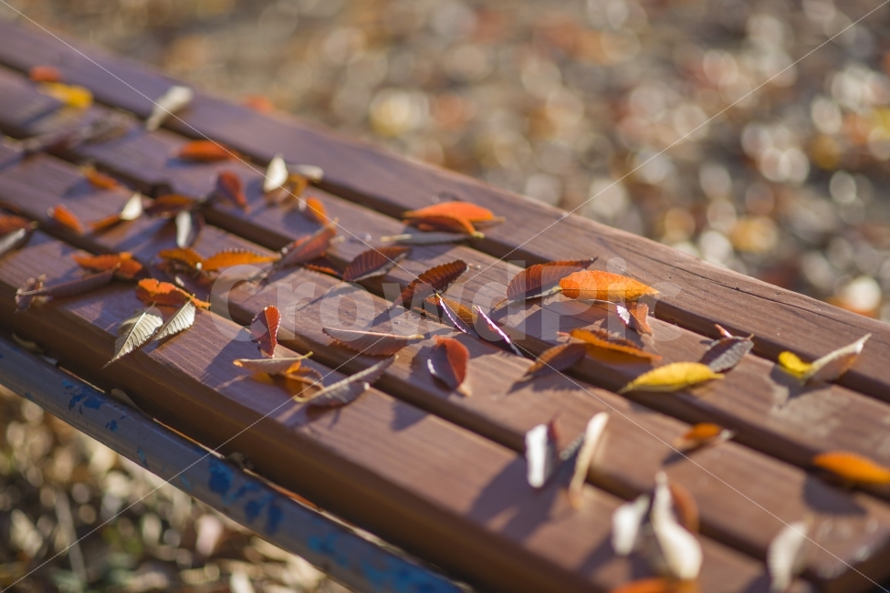 가을,단풍,낙옆,풍경,감성,여행,스냅,가을풍경,감성,sensible,feeling,가을,계절,fall,autumn,season