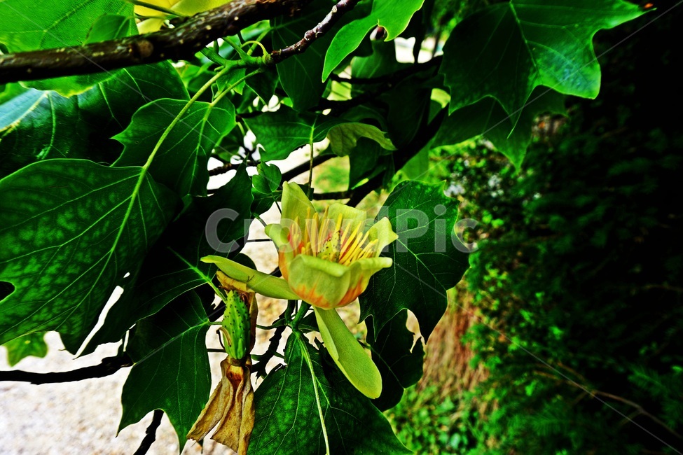 plant,식물,leaf,잎,나무꽃,노란꽃,초록꽃
