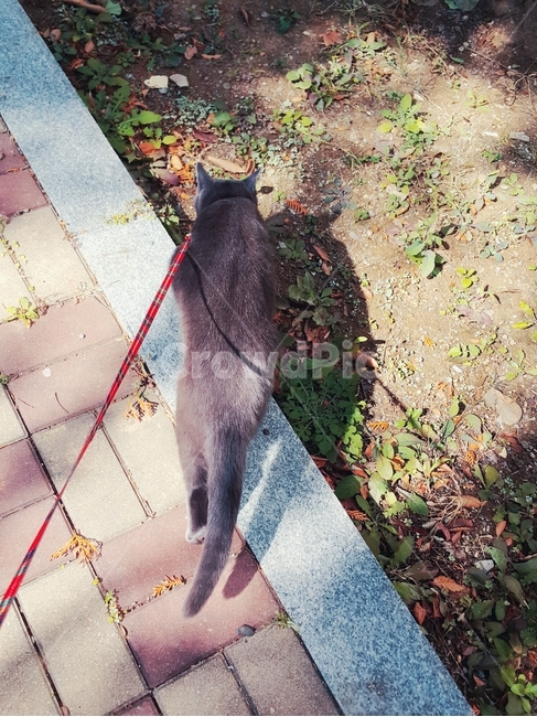 고양이,러시안블루,산책하는고양이,산책냥,회색고양이