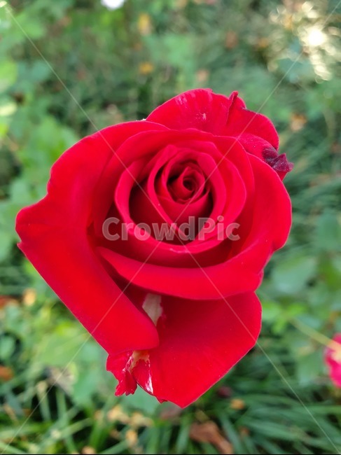 flower,blossom,꽃,장미,plant,식물,감성,rose,빨간장미