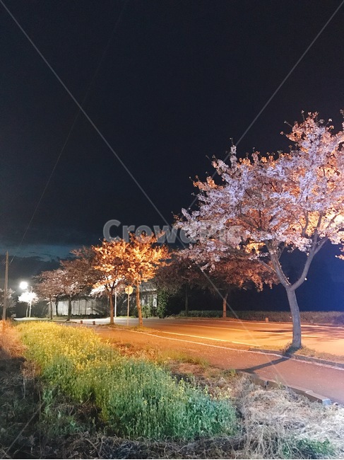 벚꽃나무,제주도밤,벚꽃,저녁도로,나무길,벚꽃나무길,제주도도로,봄,계절,spring,season,야경,밤,풍경,nightscape,night,landscape,tree,나무,plant,식물