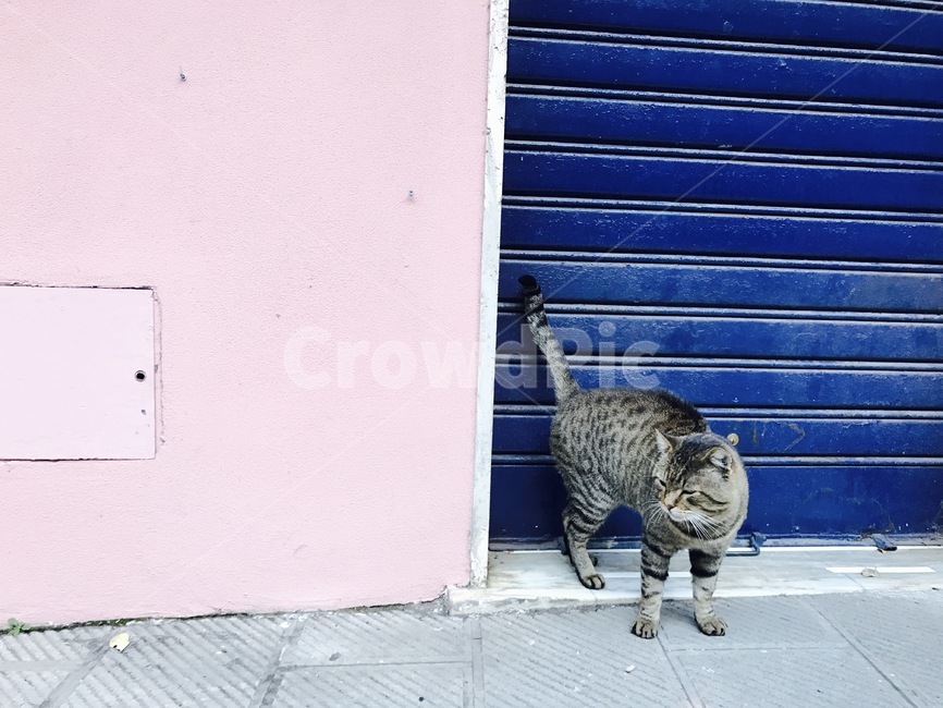 길고양이,고양이,동물,거리,추억,동물,animal,포유류,mammal,고양이,cat,kitten,kitty