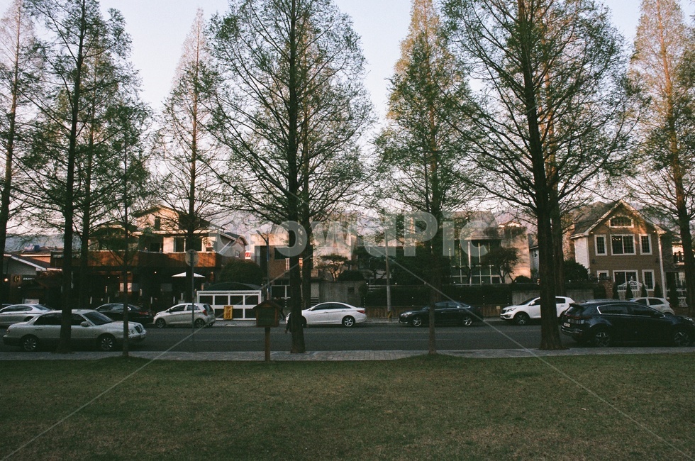 창원,가로수길,나무,풀,도로