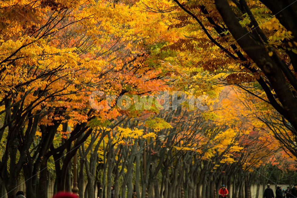 가을낙엽,autumn,단풍,autumncolors,가을,가을,계절,fall,autumn,season,자연,풍경,nature,landscape,plant,식물,tree,나무,maple