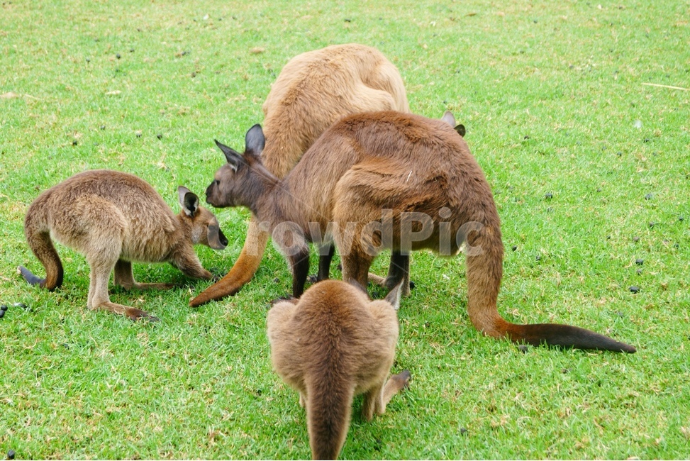 mammal,포유류,kangaroo,캥거루,animal,동물,grass,풀,호주,austarailia,동물,animal,포유류,mammal