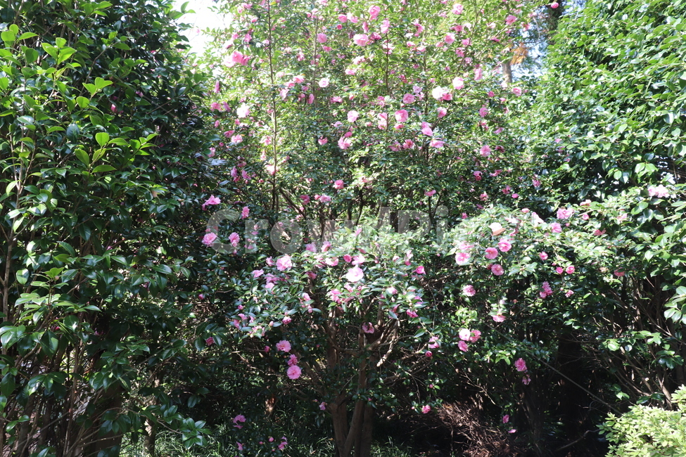 garden,정원,outdoors,옥외,꽃,flower