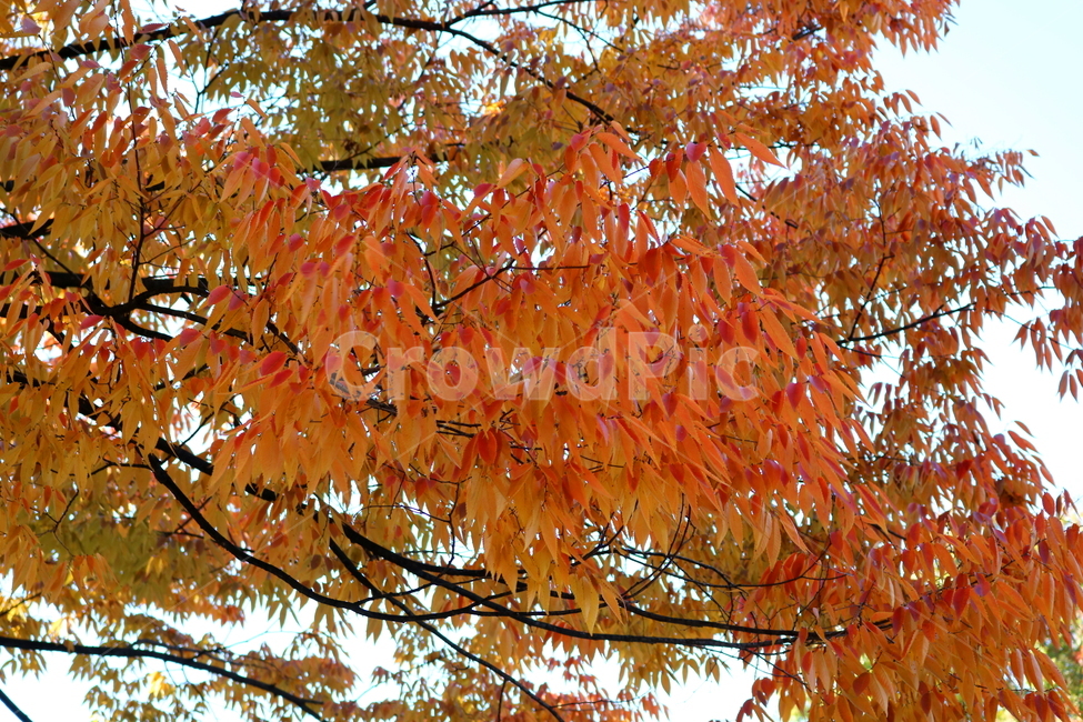 나무,단풍,식물,자연,가을,느티나무,가을,계절,fall,autumn,season,leaf,잎,plant,tree,maple