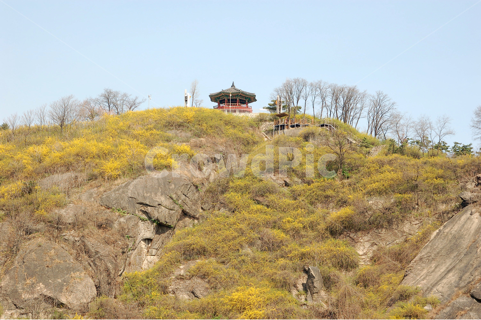 개나리,개나리꽃,산,봄,풍경,봄풍경,꽃,봄꽃,계절,정자,한국,응봉산,서울,노랑,노란,자연,봄,계절,spring,season,자연,풍경,nature,landscape,한국자연풍경,한국자연경관,korea nature landscape,outdoors,옥외,slope,경사,grassland,목초지,field,들