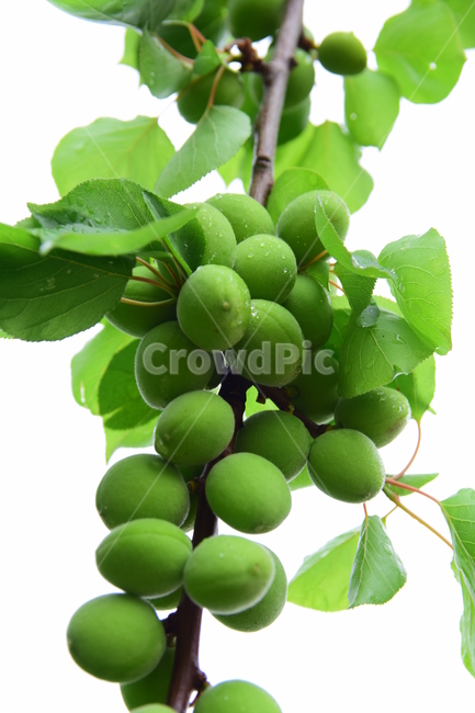 매실,열매,청매,청매실,plum,japaneseapricot,싱그러움,초록,녹색,과일,열매,fruit