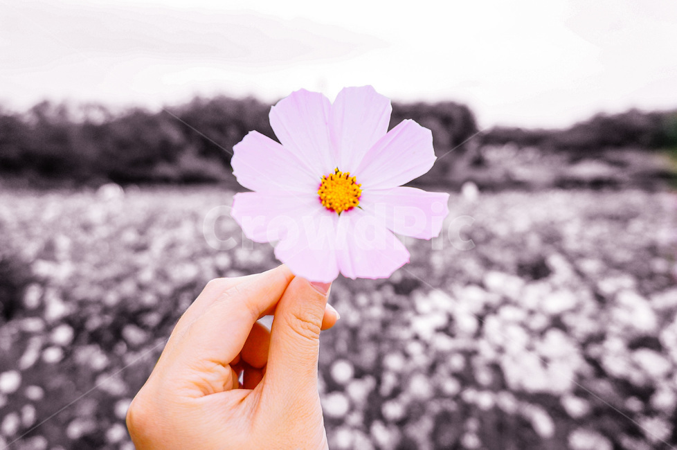 코스모스,꽃,분홍꽃,cosmos,pinkflower,flower