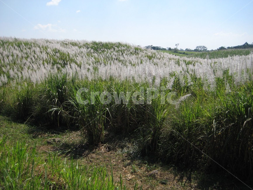 갈대,식물,가을,갈대밭,lawn,grass,잔디,plant,reed,자연,풍경,nature,landscape