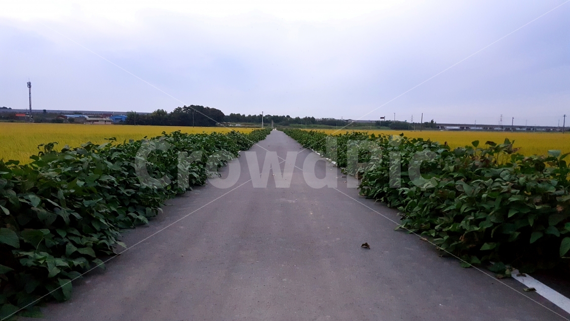 농로,길,추수,벼,농사,도로,시골풍경,가을,교통,교통수단,traffic,transportation,시골,마을,풍경,landscape,country,rural,town,asphalt,아스팔트,road