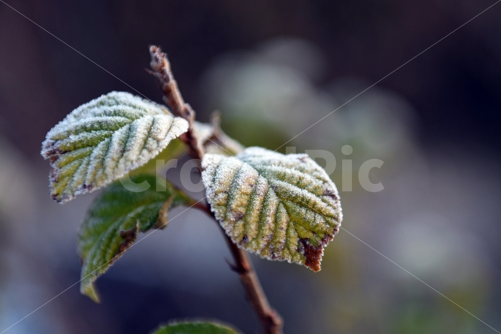첫서리,가을,서리,겨울,초겨울,단풍,늦가을,추위,겨울,계절,winter,season,식물,자연,plants,nature,감성,sensible,feeling