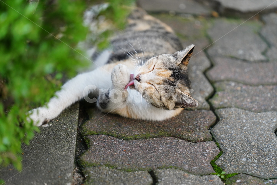 cat,고양이,동물,생물,생명,포유류,거리,animal,동물,animal,포유류,mammal,고양이,cat,kitten,kitty