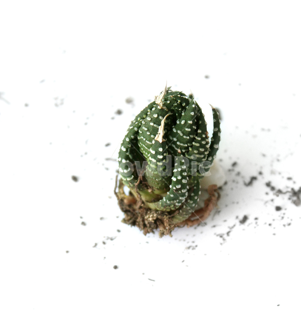 cacti,cactus,closeup,green,highview,macro,natural,plant,soil,succulents,white,식물,자연,흙,다육이,선인장,다육식물,녹색,그린,흰배경,탑앵글,탑뷰,뿌리,모래,식물,자연,plants,nature