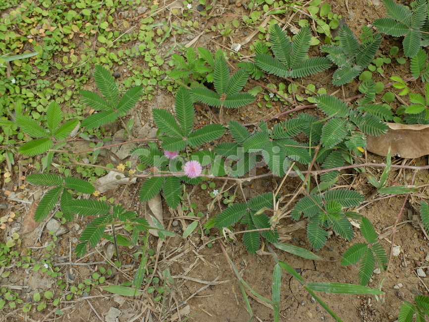 미모사,mimosapudica,신경초,야생화,꽃,풀,자연,식물,plant,flower,blossom,식물,자연,plants,nature
