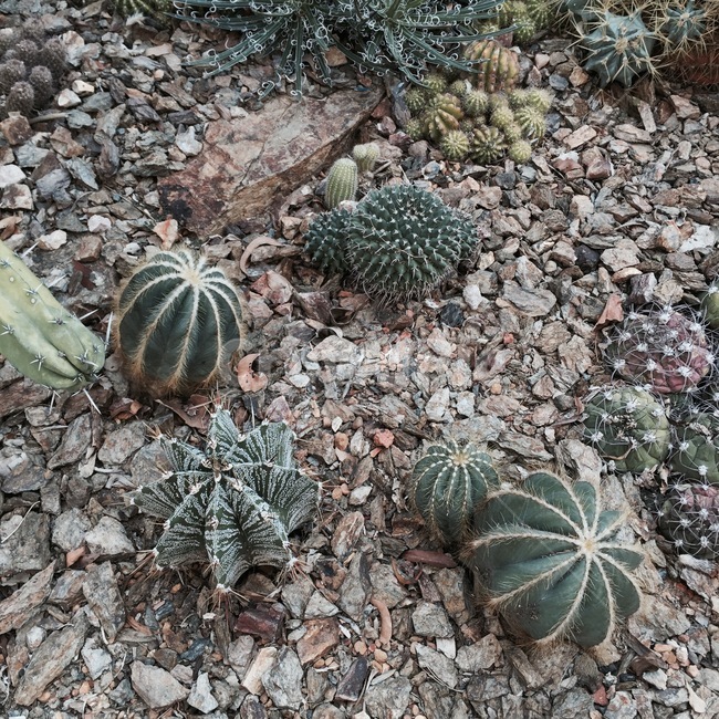 선인장,식물,자연,다육이,풀