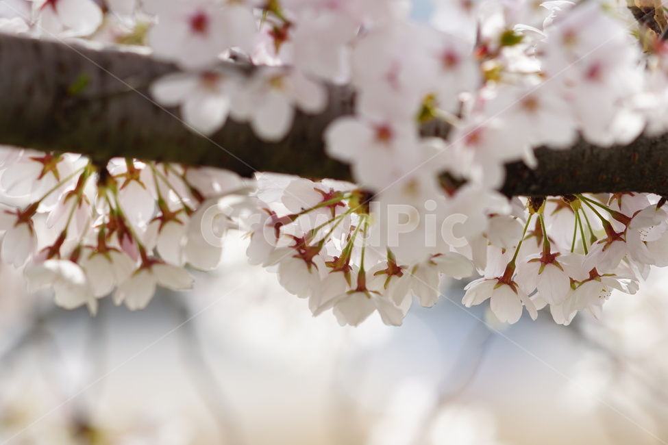 plant,식물,flower,꽃,벚꽃,봄,계절,spring,season