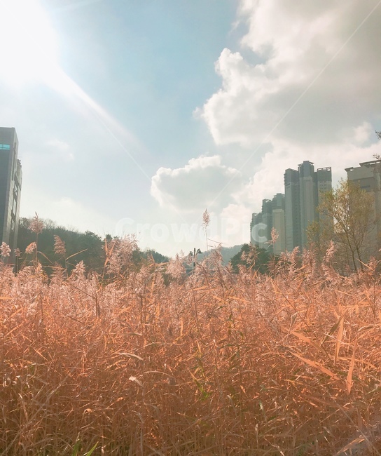 갈대숲,배경,풍경,겨울,가을,가을,계절,fall,autumn,season,도시,풍경,city,landscape,한국도시풍경,한국도시경관,korea cityscape,plant,식물,grass,잔디